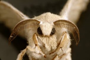 An adult silkworm moth, Bombyx mori