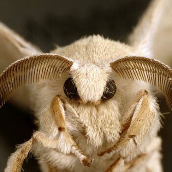 An adult silkworm moth, Bombyx mori