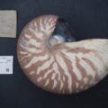Nautilus pompilius Linnaeus, 1758 - Nautilidae - Mollusc shell