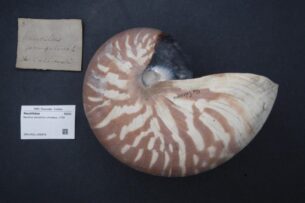 Nautilus pompilius Linnaeus, 1758 - Nautilidae - Mollusc shell