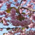 Junichi Abe - Cherry blossoms in Goryōkaku Park, Hokkaido, Japan