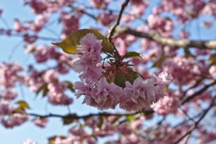 Junichi Abe - Cherry blossoms in Goryōkaku Park, Hokkaido, Japan