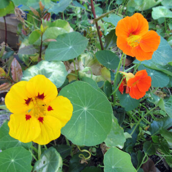 Nasturtium. File via Wikimedia Commons.