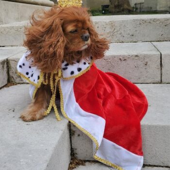 Cavalier King Charles Maja at the Coronation parade. Photo Genevieve Jones