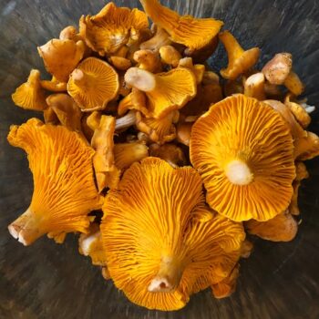 recycled clothing boutique - Chanterelle Mushrooms