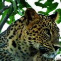 Persian Leopard (Panthera pardus saxicolor)