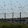 how buying clothes from thrift stores reduces landfill and greenhouse gases - Seagulls over the waste disposal landfill site.