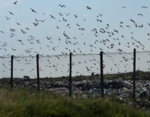 how buying clothes from thrift stores reduces landfill and greenhouse gases - Seagulls over the waste disposal landfill site.