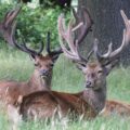 Red deer in Richmond Park