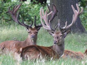 Red deer in Richmond Park