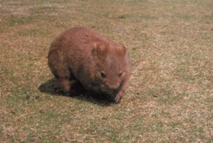 clothes recycling point near me - a Southern Hairy Nosed Wombat.