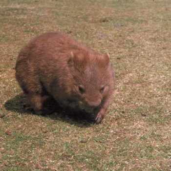 clothes recycling point near me - a Southern Hairy Nosed Wombat.